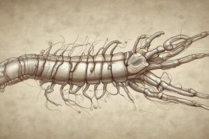 Veterinary Physiology: Spinal Cord Functions