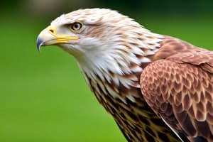 Eagle Physical Traits and Habits