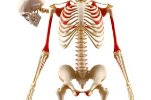 Musculoskeletal System Overview