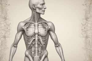 Respiratory System Anatomy