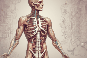 Human Anatomy: The Digestive System Chapter 23