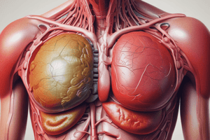 Function of the Liver in Blood Circulation