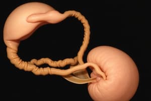 Intraembryonic Mesoderm and Urogenital Development