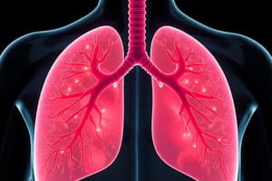 Human Respiratory System Quiz