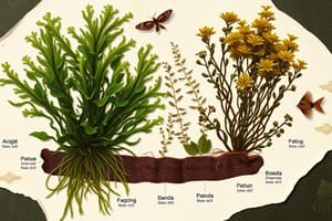 Introduction to Algae and Seaweed Lifecycle