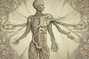 Functions of the Lymphatic System