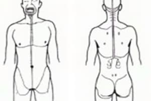 Autonomic Nervous System: Sympathetic and Parasympathetic
