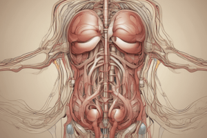 Urinary System Functions