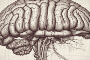 Anatomy and Function of the Cerebellum