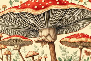 Définitions et Particularités des Champignons