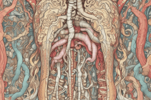 Digestion Process in the Oral Cavity