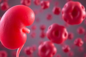 Erythropoiesis Regulation & Kidney Function