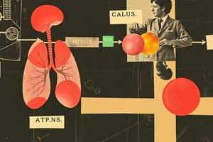 Cellular Respiration Overview