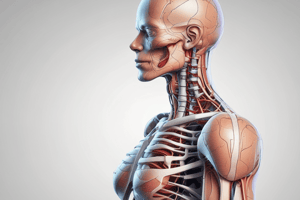 Anatomical Position in Human Anatomy