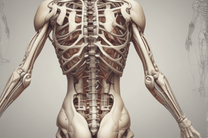 Anatomy of Synovial Joints