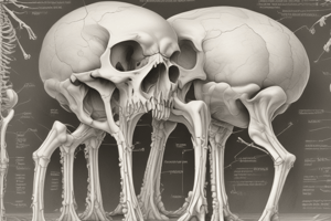 Ossification Process in Bone Formation