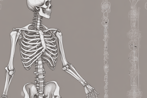 Anatomy: The Skeletal System Lecture 6