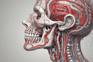 Anatomy of the Neck: Arterial System