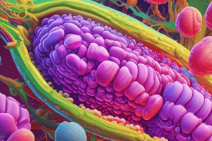 Lipid Digestion and Absorption Quiz