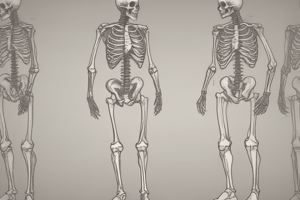 Knee Anatomy Basics