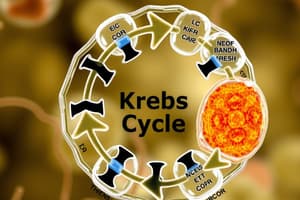 Ciclo de Krebs - Metabolismo Celular