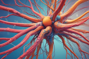 Nervous System Organization and Autonomic Nervous System Quiz