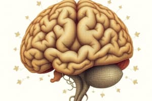 Brain Basics Quiz