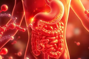 Digestive System Overview and Function