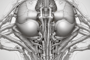 Pelvic Biomechanics and Anatomy