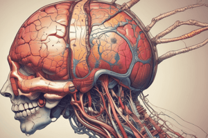 Cerebellum Structure and Function Quiz