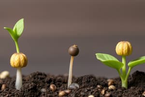 Classification of Seeds and Germination Types