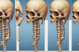 Bone Anatomy and Development Quiz