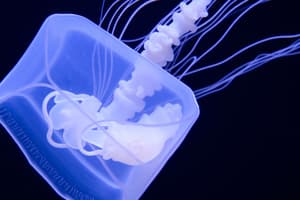 Cubozoa (Box Jellyfish) Flashcards