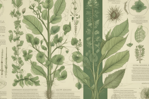 Leaf Structure and Photosynthesis