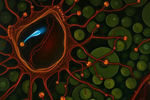 Eukaryotic Organelles and Cell Junctions Quiz