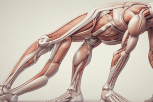 Anatomy of the Posterior Leg Compartment