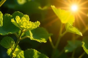 Photosynthesis: Light Reactions