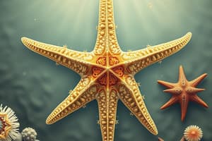 Echinoderms: Starfish Flashcards