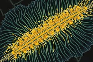 Lec-5-Cytoskeleton. MEDIUM.OSR