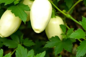 Jicama Plant Quiz