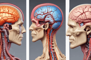 Neuroanatomy Part 2: Thalamus, Brainstem, and Cranial Nerves