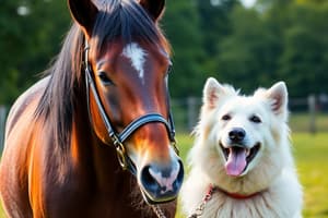 Et toi, crois tu en la communication animale?