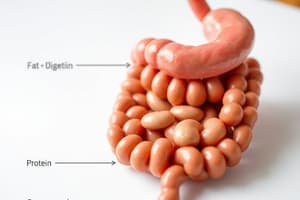 Chemical Digestion: Protein and Fat