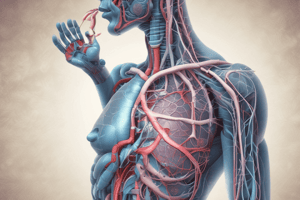 Respiratory System Anatomy and Physiology