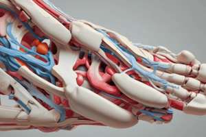 Anatomie du Talo-Crural et des Ligaments Associés