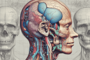 Cranial Nerves: Lower Four