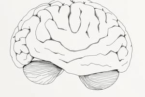 Il Cervelletto: Anatomia e Funzioni (Fisiologia 95)