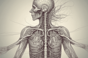 Nervous System Lecture 17