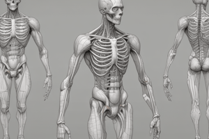 Anatomia Umana: Equilibrio e Postura