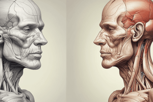 Anatomy of Temporalis Muscle